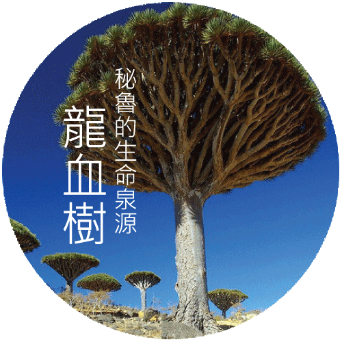 龍血樹